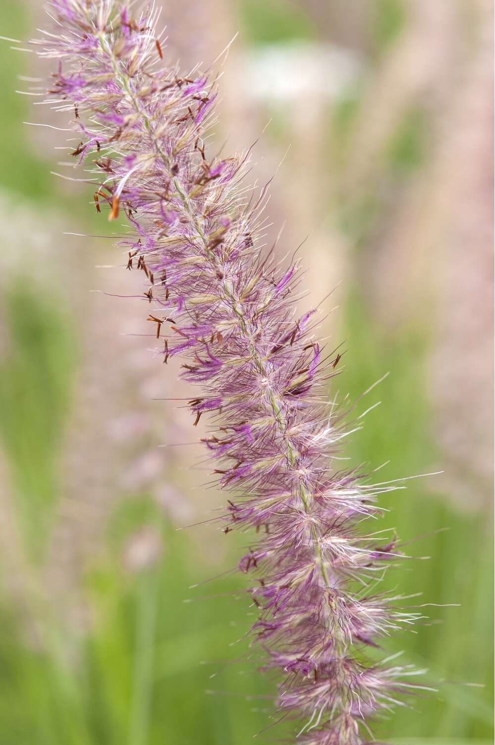 Lampepudsergræs 'Flamingo'